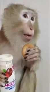 Бибизяны — 11