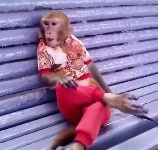 Бибизяны — 12