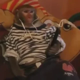 Бибизяны — 13