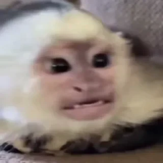 Бибизяны — 15