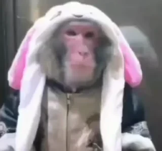 Бибизяны — 16