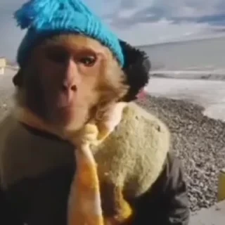 Бибизяны — 3
