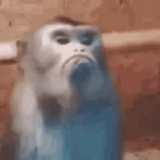 Бибизяны — 21
