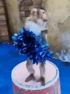 Бибизяны — 23