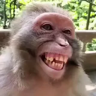Бибизяны — 30