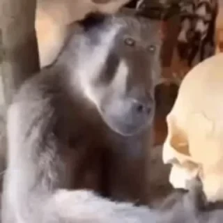 Бибизяны — 4