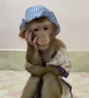 Бибизяны — 49