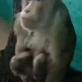 Бибизяны — 6