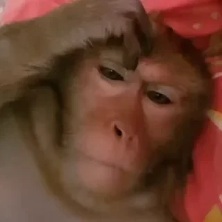 Бибизяны — 8