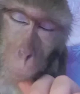 Бибизяны — 10