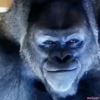 Бибизяны — 1