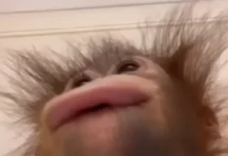 Бибизяны — 13