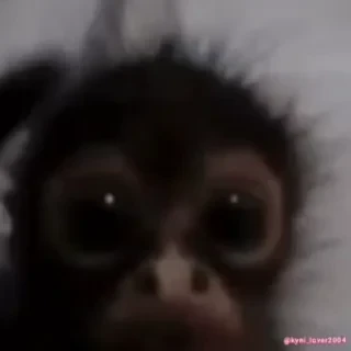 Бибизяны — 17