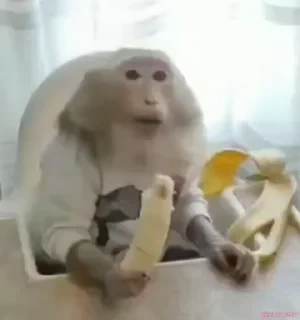 Бибизяны — 18