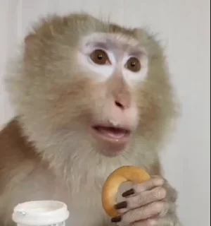 Бибизяны — 3