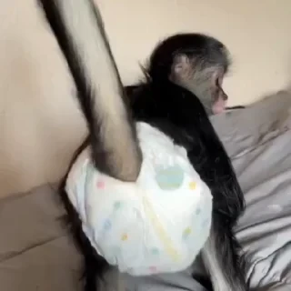 Бибизяны — 4