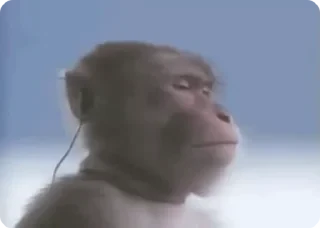 Бибизяны — 35