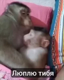 Бибизяны — 48