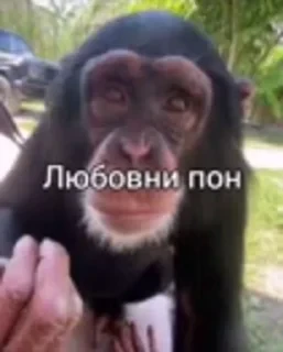Бибизяны — 49