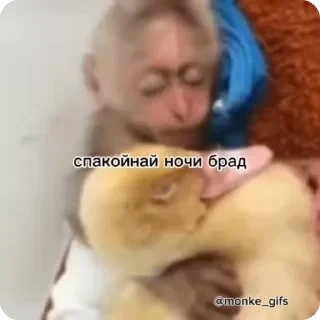 Бибизяны — 50
