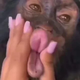 Бибизяны — 7