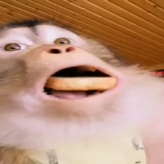 Бибизяны — 8