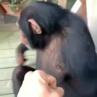 Бибизяны — 9