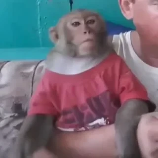 Бибизяны — 10