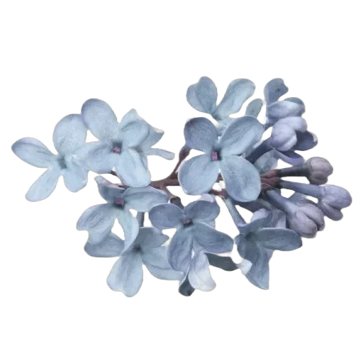 BLUE — 13