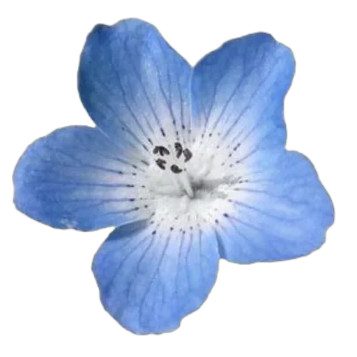 BLUE — 17