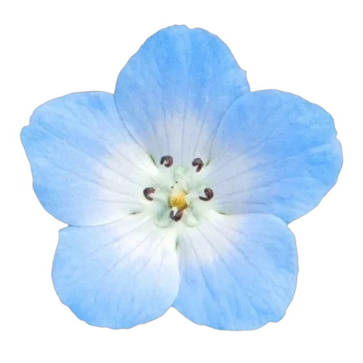 BLUE — 45