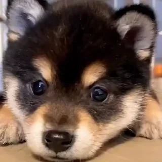 Больше стикеров тут: @stikery_emodzi_memy — 17