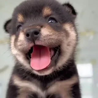 Больше стикеров тут: @stikery_emodzi_memy — 18