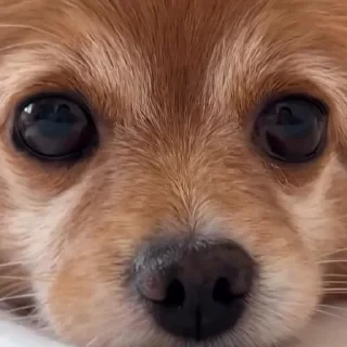 Больше стикеров тут: @stikery_emodzi_memy — 33