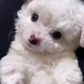 Больше стикеров тут: @stikery_emodzi_memy — 34
