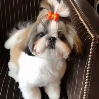 Больше стикеров тут: @stikery_emodzi_memy — 37