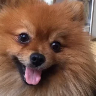 Больше стикеров тут: @stikery_emodzi_memy — 10