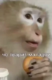 Больше стикеров тут: @stikery_emodzi_memy — 11