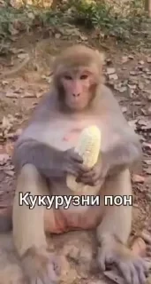 Больше стикеров тут: @stikery_emodzi_memy — 13