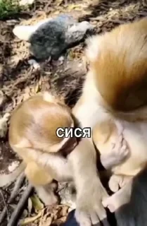 Больше стикеров тут: @stikery_emodzi_memy — 15