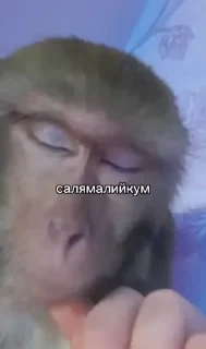 Больше стикеров тут: @stikery_emodzi_memy — 19