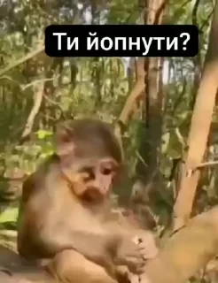 Больше стикеров тут: @stikery_emodzi_memy — 3