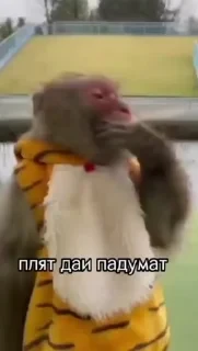 Больше стикеров тут: @stikery_emodzi_memy — 21