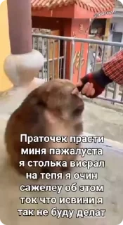 Больше стикеров тут: @stikery_emodzi_memy — 29