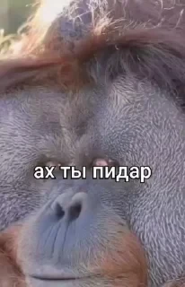 Больше стикеров тут: @stikery_emodzi_memy — 31