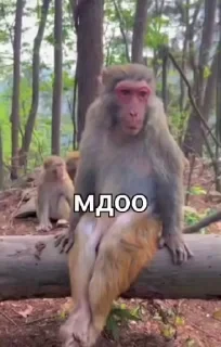 Больше стикеров тут: @stikery_emodzi_memy — 34