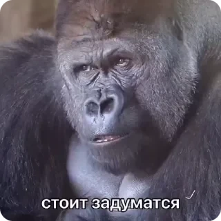 Больше стикеров тут: @stikery_emodzi_memy — 40