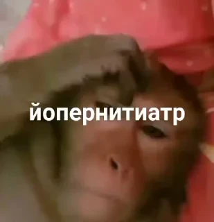 Больше стикеров тут: @stikery_emodzi_memy — 41