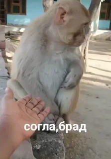 Больше стикеров тут: @stikery_emodzi_memy — 48