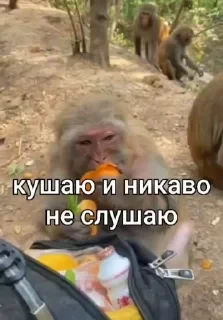 Больше стикеров тут: @stikery_emodzi_memy — 6